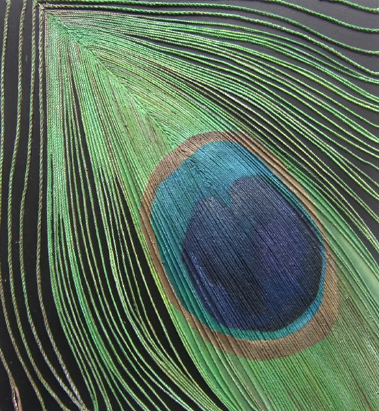 'peacock feather'