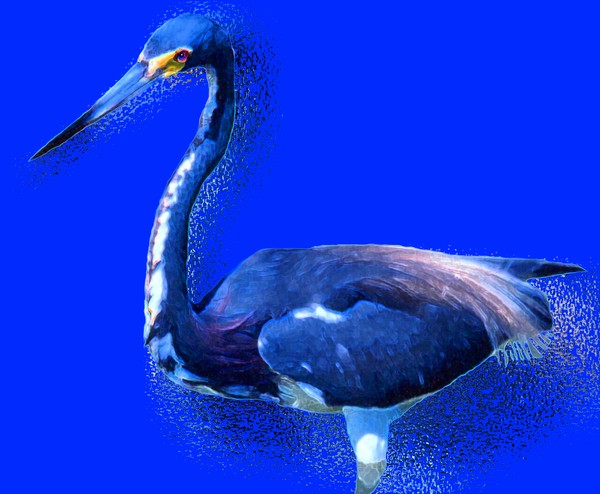 Tri-colored heron