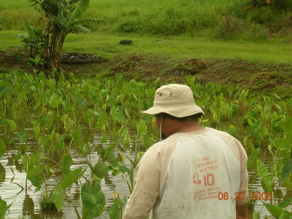 ku'u kane