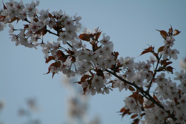 Cherry blossom time