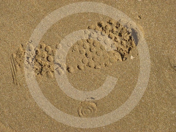 Foot print in the sand