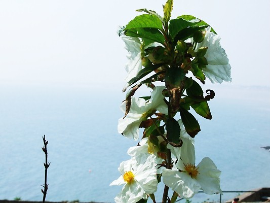 By the Sea