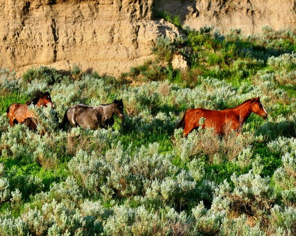 Wild Horses
