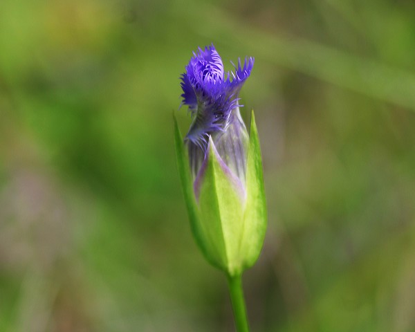 Fringed Gentian