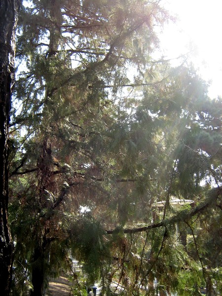 Rays of light 