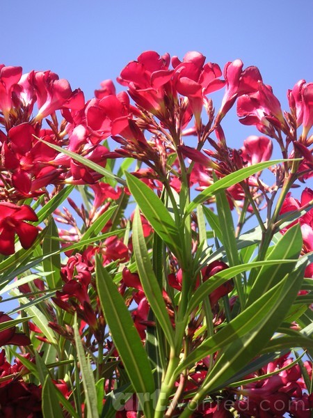 Rubies Blooming