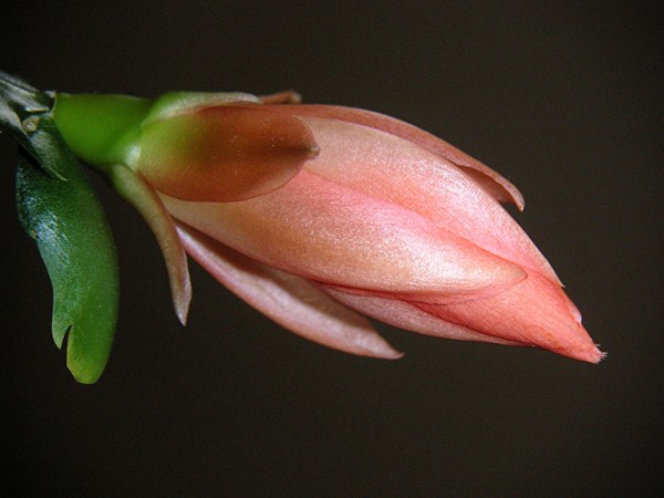 Holiday Cactus Unfolding