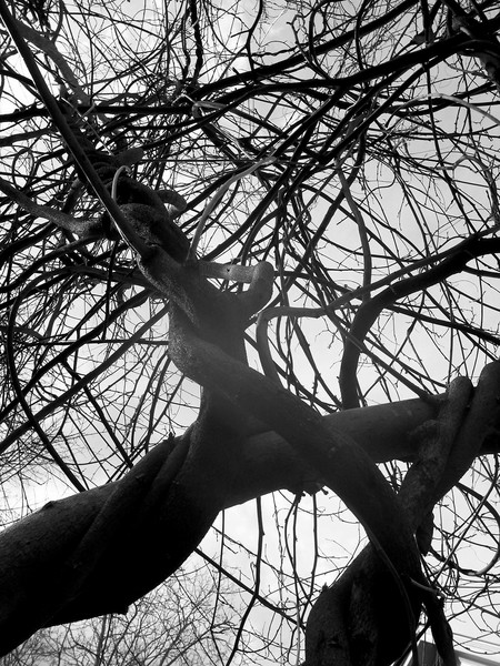 Giants Among Us. Photo.