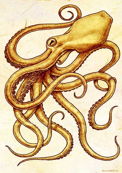 Gurita