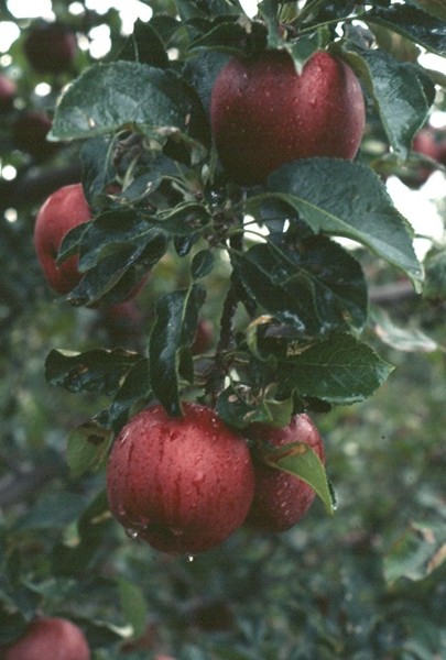 Before the Apple Pie