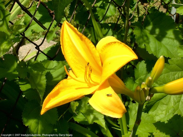 A Bug on the Yellow Flower Leaf
