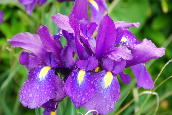 Purple Iris