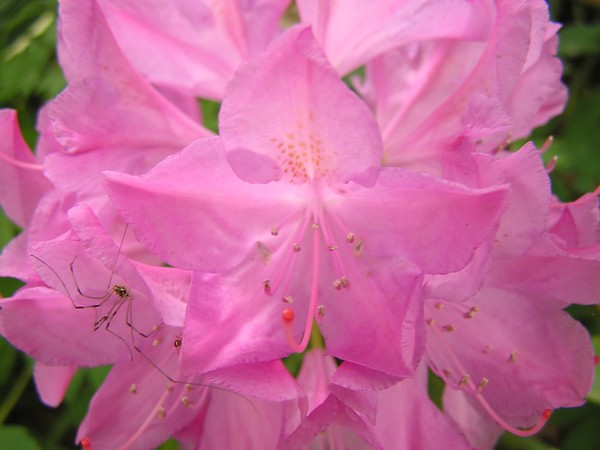 Rhododendron & friend