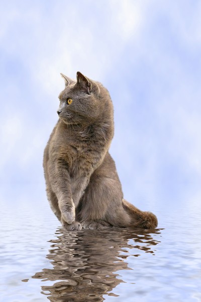 Cat reflection