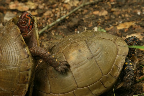 Two Turtles