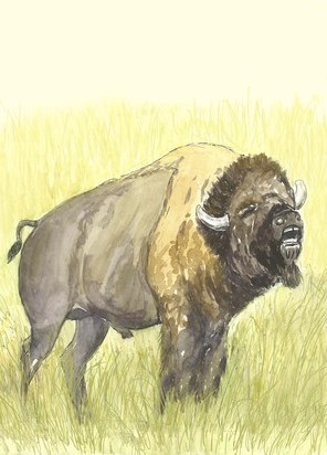 What Fun! I hear a bison