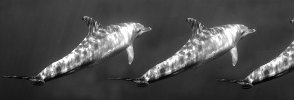 Spinner Dolphins-4617