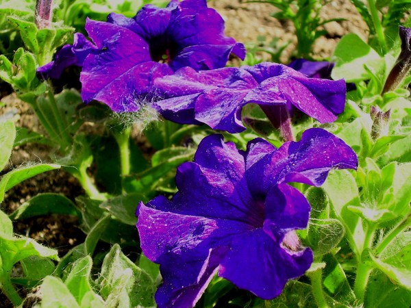PURPLE FLOWERS