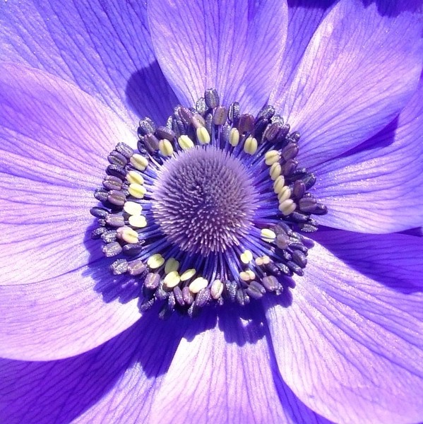 Purple Passion