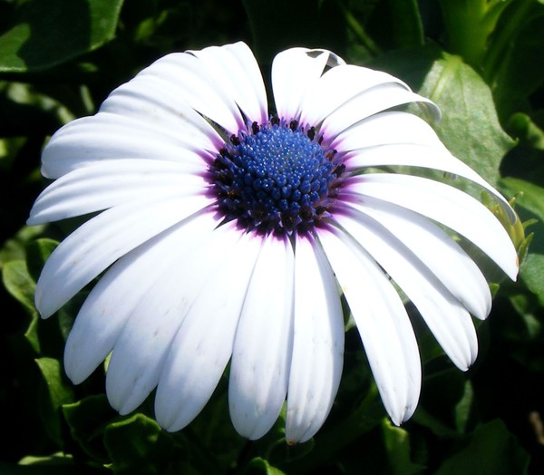 Pretty_Petals_3