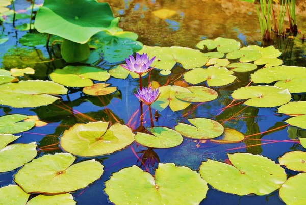 Purple Lilies