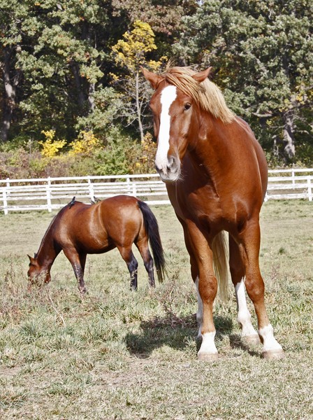HORSES IN PASTURE