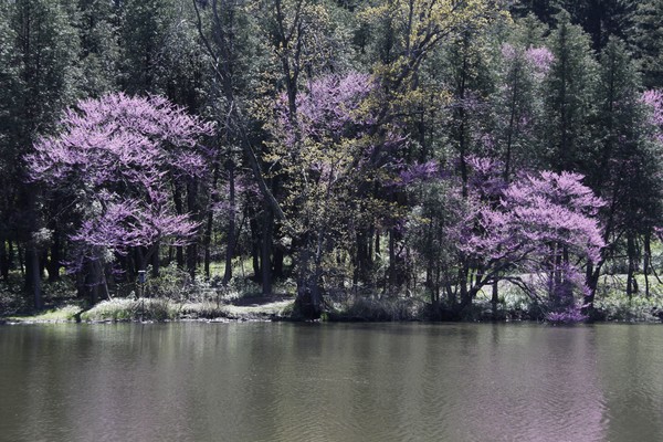 SPRING REDBUDS