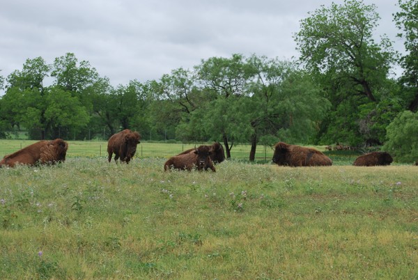Buffalo