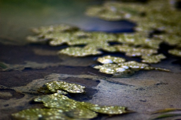 IR algae