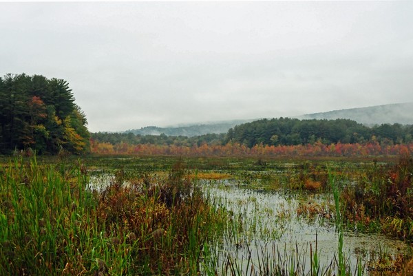 Fall Colors #2
