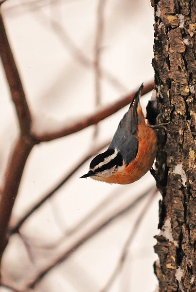Red-breasted Nuthatch