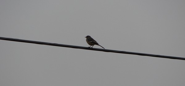 Bird on a Wire