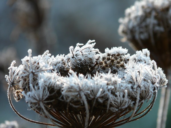Frosty Flower
