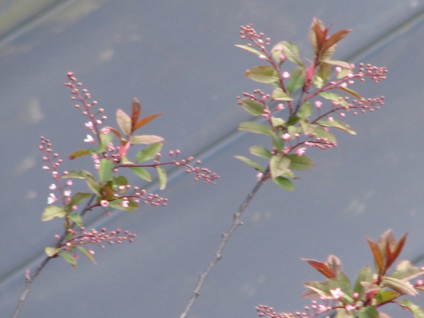Blooming trees 2008