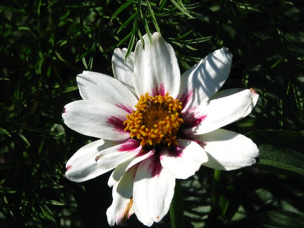 ..midsummer..joys...