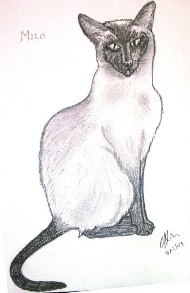 Milo our cat