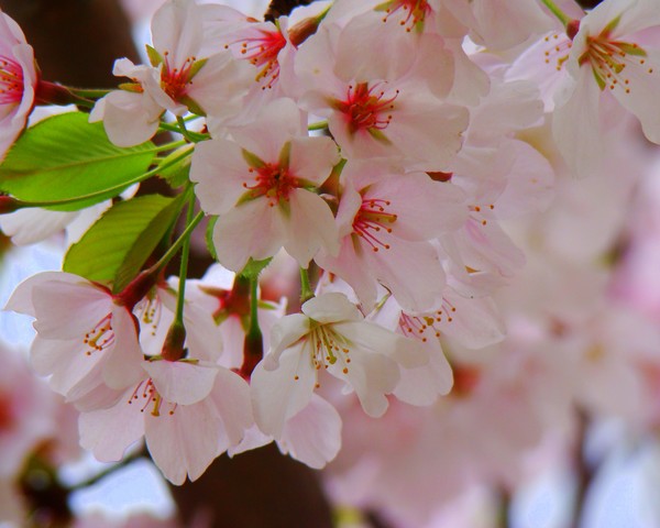 spring blossoms