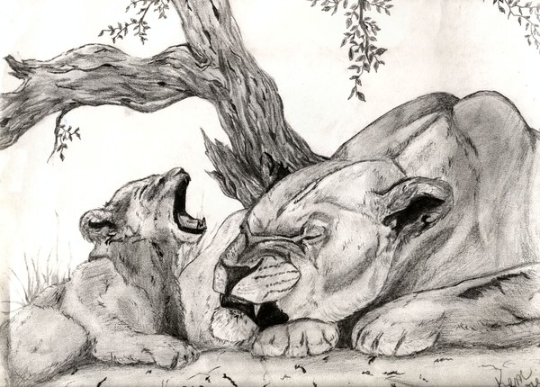 Lioness and cub