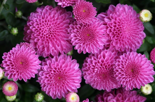 Purple Mums