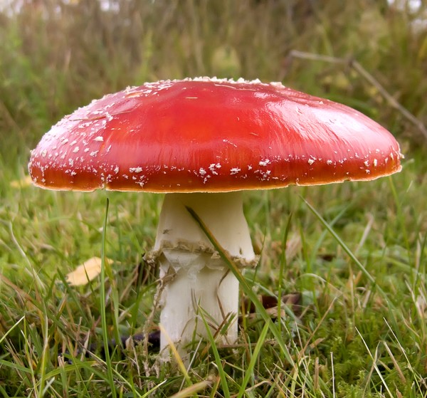 Amanita Muscaria