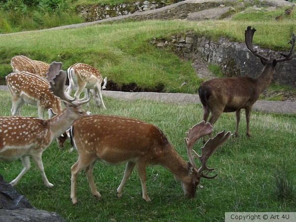 Bradgate Deer 2