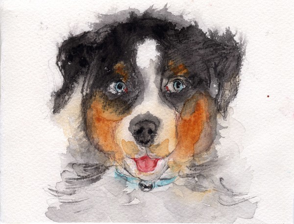 Pet Portrait