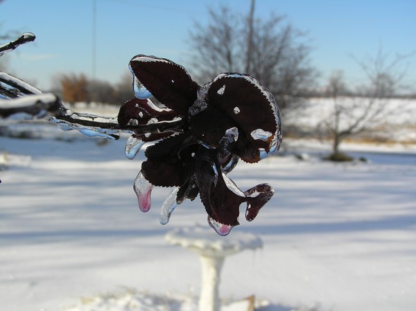 Ice covered leaf