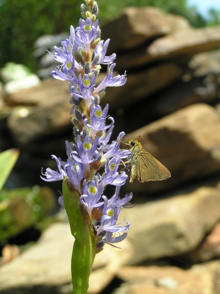 Butterfly on flower
