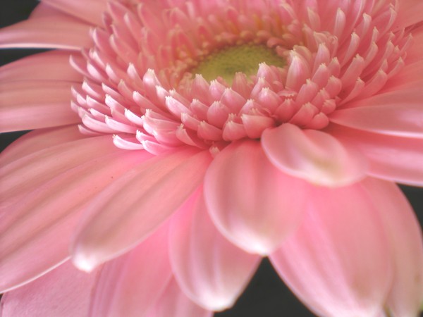 Pink Gerbera
