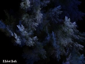 Snow Covered Evergreens