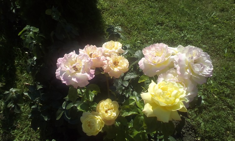 Roses