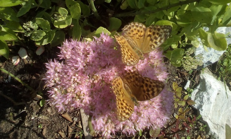 Butterflies