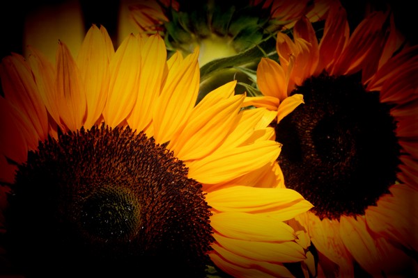 Sunflowers