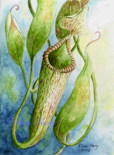 Nepenthes Stenophylla